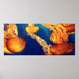Poster Bela Vida Marinha: Água-viva Ouro