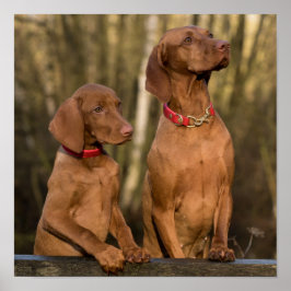 Poster Bela Vizsla Cães Desportivos