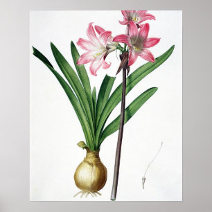 Poster Beladona do Amaryllis, de "Les Liliacees", engrav