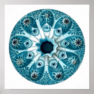 Poster Belas artes de Botryllus Polycyclus Ernst Haeckel