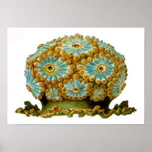 Póster Belas artes de Ernst Haeckel do cyaneus de
