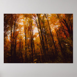 Poster Belas Árvores Majestosas na Floresta de Outono