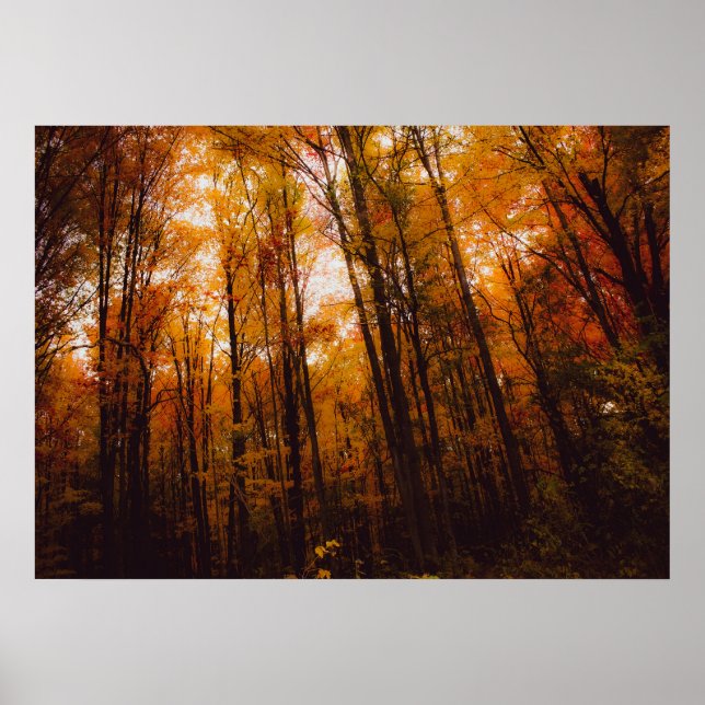 Poster Belas Árvores Majestosas na Floresta de Outono (Frente)
