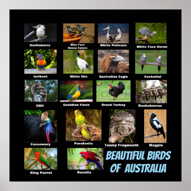Poster Belas Aves da Austrália (Frente)