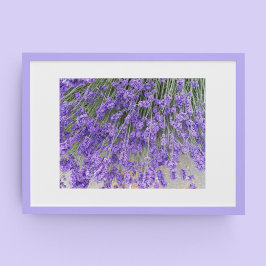 Poster Belas Florações de Lavanda Fotografia Floral