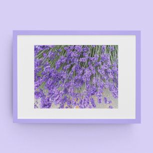 Poster Belas Florações de Lavanda Fotografia Floral