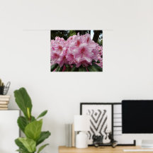 Belas Florações de Rhododendron Rosa