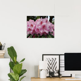 Poster Belas Florações de Rhododendron Rosa