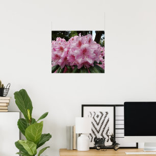 Poster Belas Florações de Rhododendron Rosa