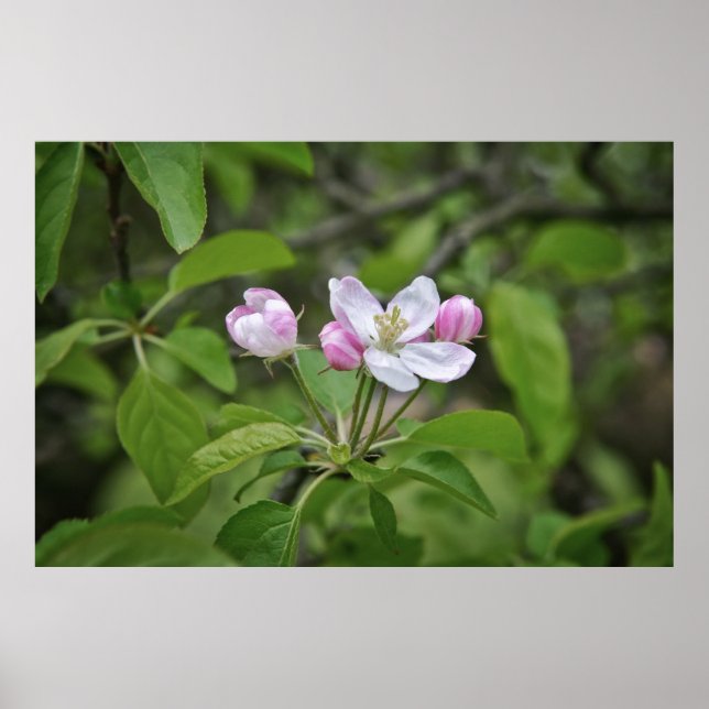 Poster Belas flores no jardim de maçã (Frente)