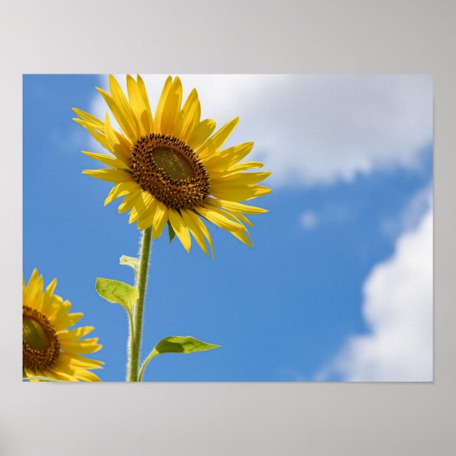 Poster belas flores solares com céu azul nublado (Frente)