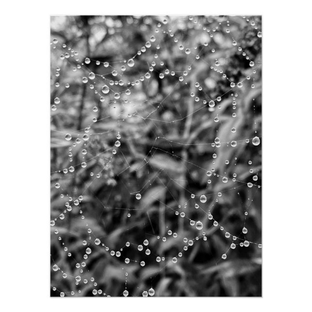 Póster Belas gotas em fios de teia de aranha (Frente)