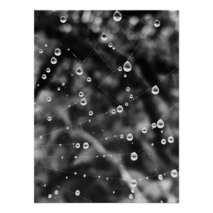 Póster Belas gotas em fios de teia de aranha