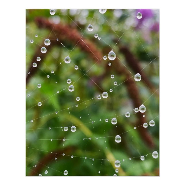 Póster Belas gotas em fios de teia de aranha (Frente)