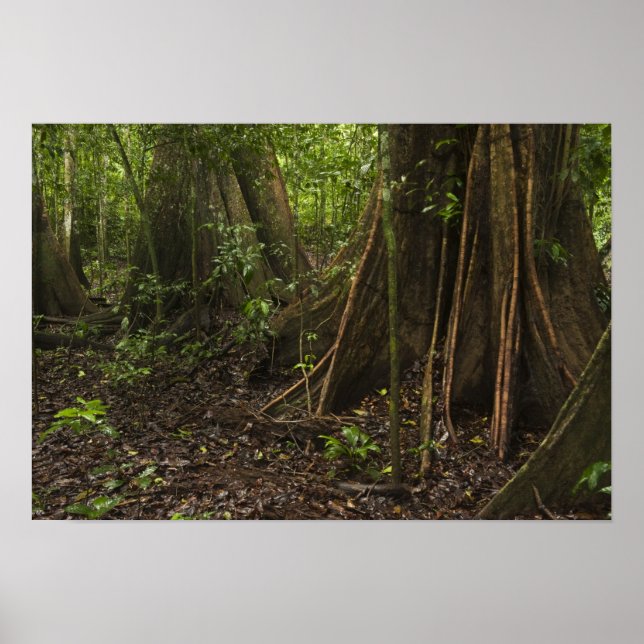 Póster Belas Raízes. Floresta tropical, Mapari Rupununi, (Frente)