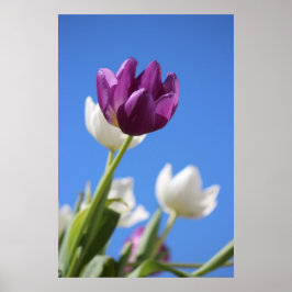 Poster Belas Tulipas