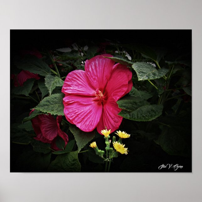 Poster Belas visões Hibiscus Floral Wall Art GPsg (Frente)