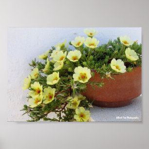 Poster Beldroega-de-flor, Planta Florífera Suculenta