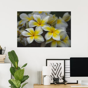 Poster Beleza Americana, Plumeria Amarela Floral