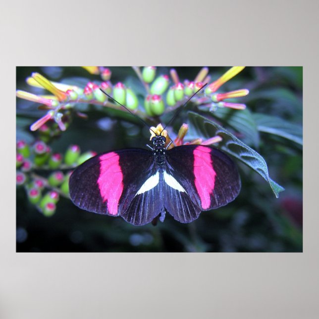 Poster Beleza Borboleta (Frente)