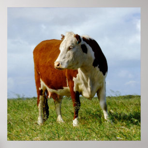 Póster Beleza bovina