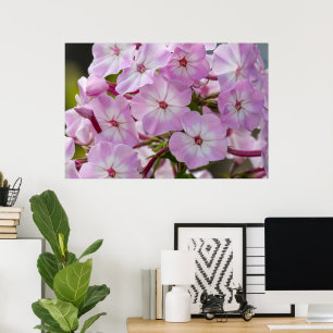 Poster Beleza Canadiana, Flo Rosa Floral