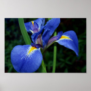 Póster Beleza da bandeira azul