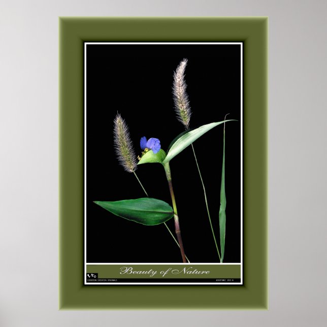 Poster Beleza da Nature r/p06 (Frente)