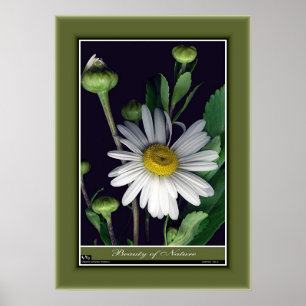 Póster Beleza da Natureza r/p12