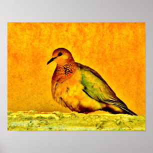 Poster Beleza da pomba