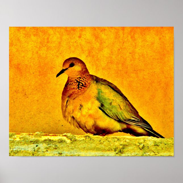 Poster Beleza da pomba (Frente)