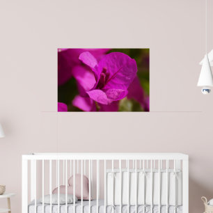 Póster Beleza do Bougainvillea