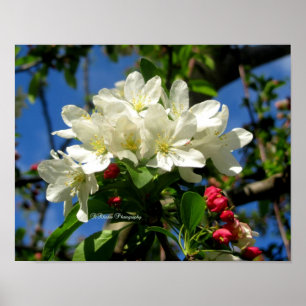 Póster Beleza do ChinaBerry