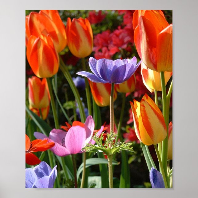 Poster Beleza do jardim (Frente)