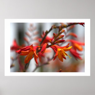 Póster Beleza do jardim