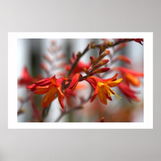 Póster Beleza do jardim (Frente)