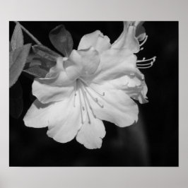 Póster Beleza do Primavera II