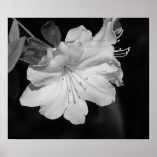 Póster Beleza do primavera II