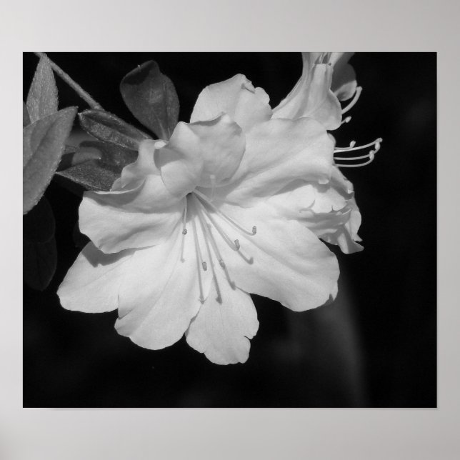 Póster Beleza do Primavera II (Frente)