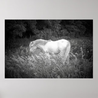 Póster Beleza em preto e branco