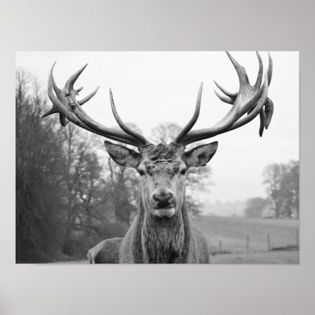 Poster Beleza na natureza (Frente)