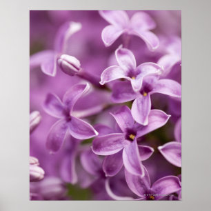 Póster Beleza na natureza - Lilac roxo