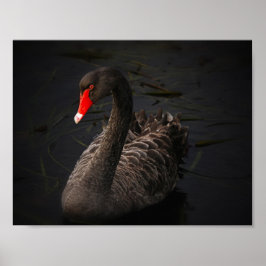 Póster Beleza Negra