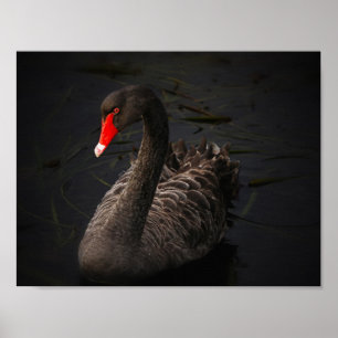 Póster Beleza Negra