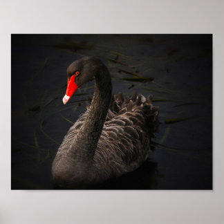 Póster Beleza Negra