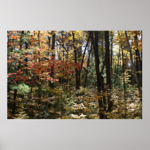 Póster Beleza profunda das madeiras