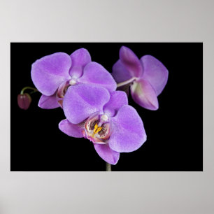 Poster Beleza tropical