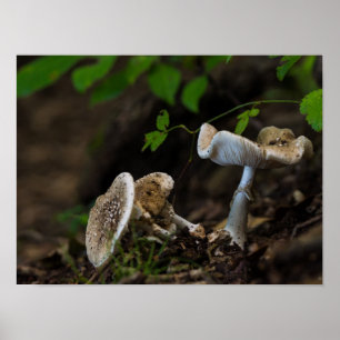 Poster Beleza venenosa