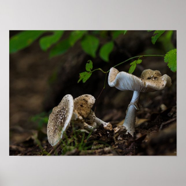 Poster Beleza venenosa (Frente)