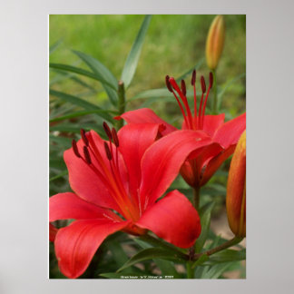 Poster beleza vibrante - por W. Michael Ley - ...